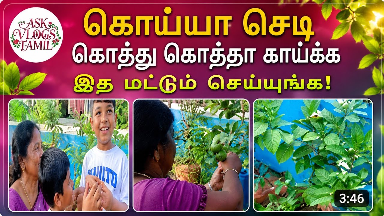Community Garden#my family time#கொய்யாப்பழம் பறிக்கலாம் வாங்க#viral #trending video#e💕💕