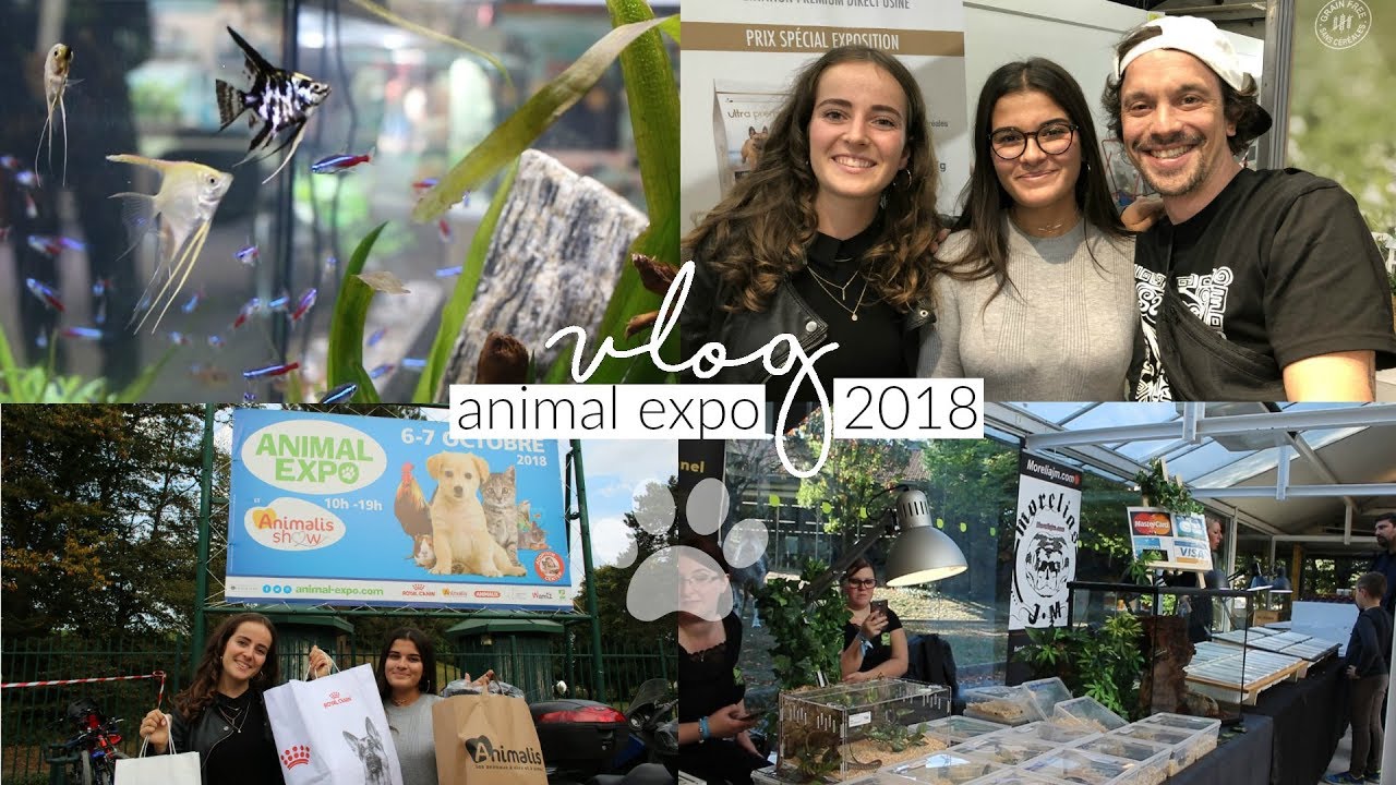 VLOG │Animal Expo 2018 : haul des achats + on rencontre Toopet !