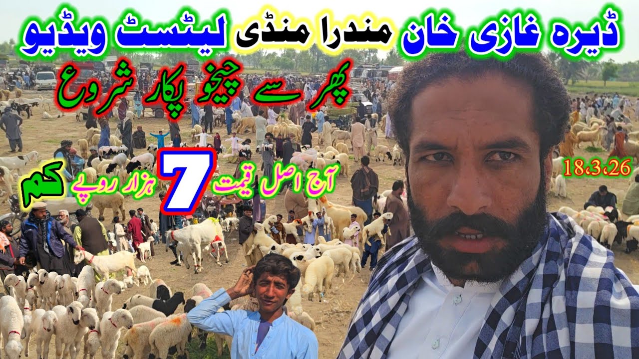 18 ,March ,2026 Dera Ghazi Khan Maveshi Mundra Chatra Mandi update #at #nadirbalochmundrafarm #mandi
