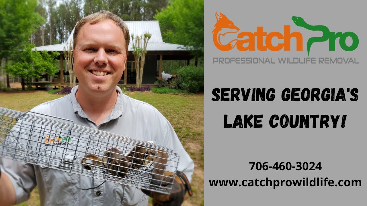 Wildlife Removal - Eatonton, Georgia - Why choose CatchPro?