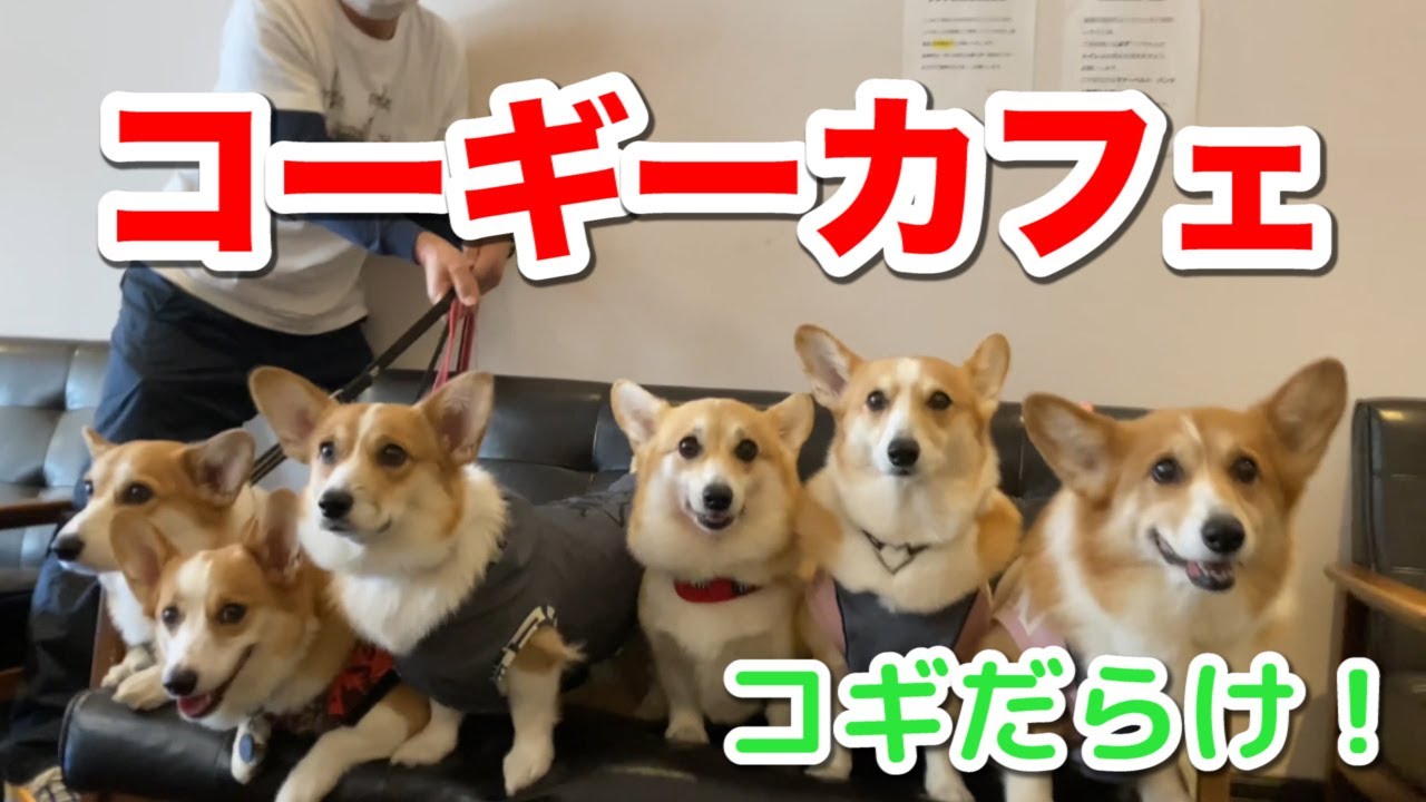 【やっぱりコーギー！】コーギーを楽しむ動画　Video to enjoy Corgi