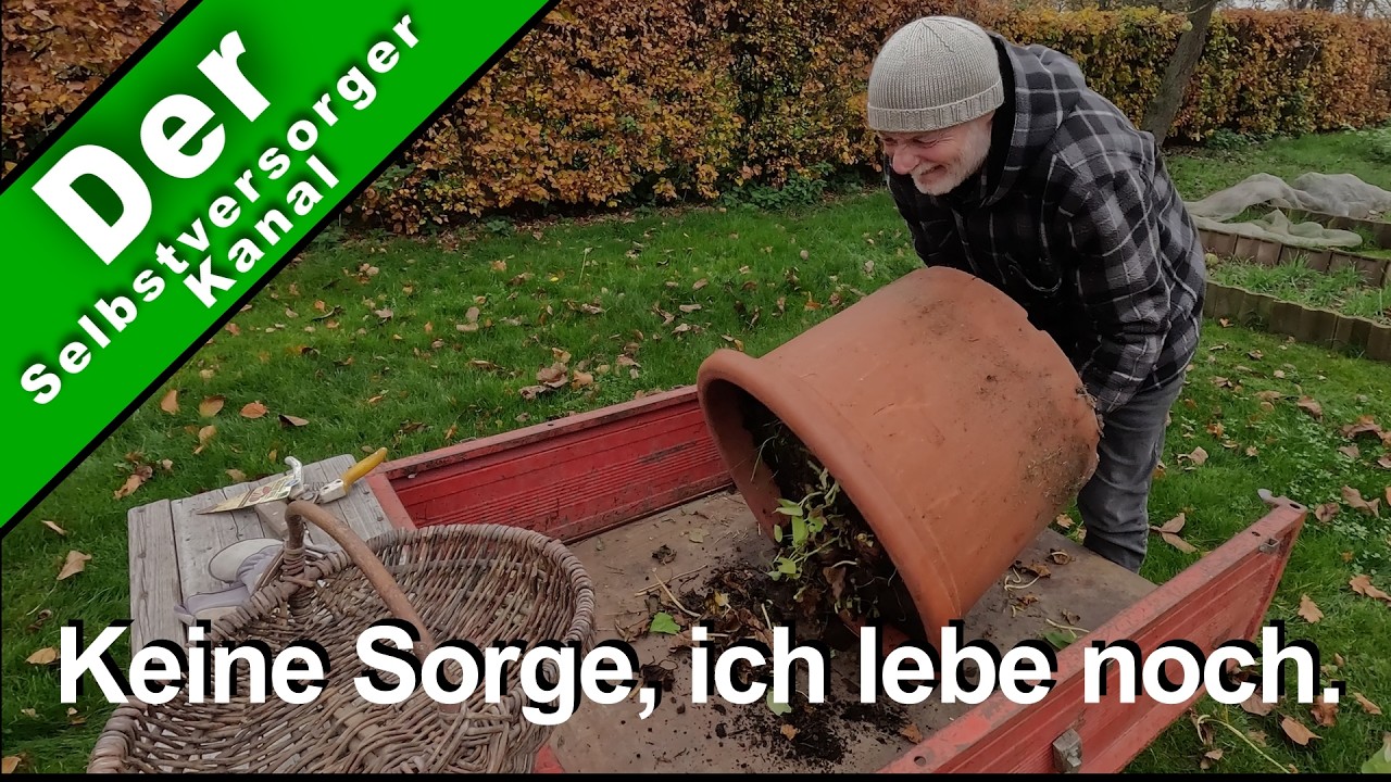 Süsskartoffeln ganz einfach anbauen