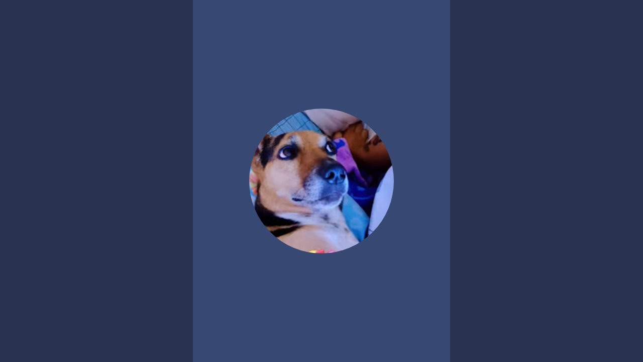 K9 babe 😍 💕  is live!