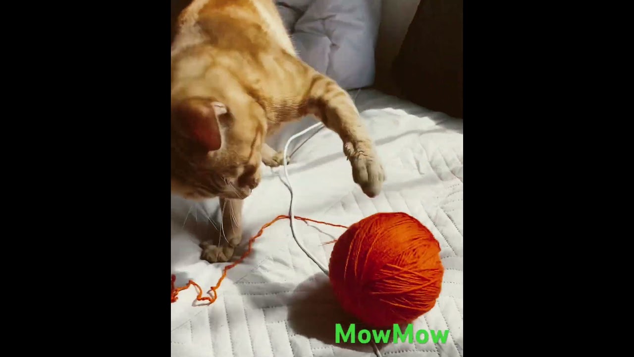 Mowmow, playing football 😻😻😻 