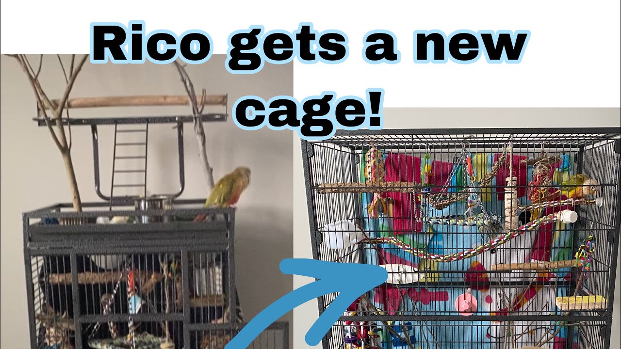 Rico’s new cage! | Bird Cage Review