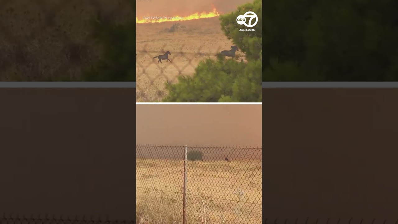 A group of horses flee wildfire burning in Greece