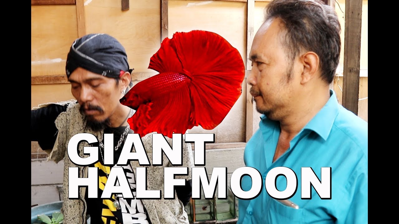 GIANT HALFMOON ABAH ASEP