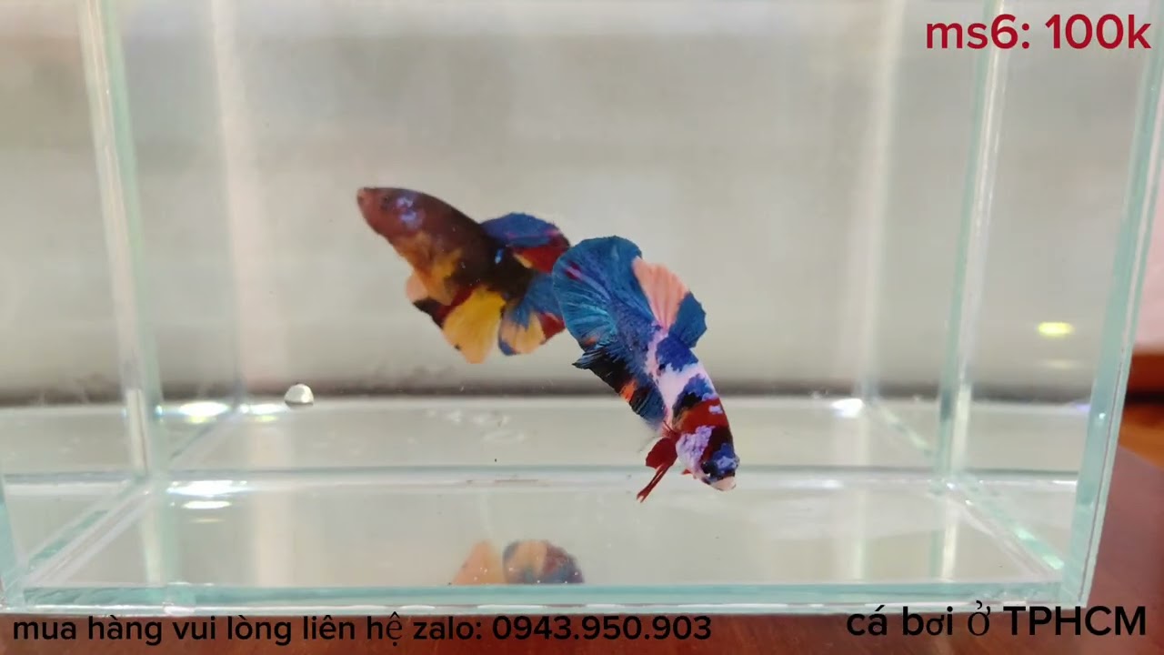 Đợt cá 4/2/2026, betta multicolor-candy-black yellow