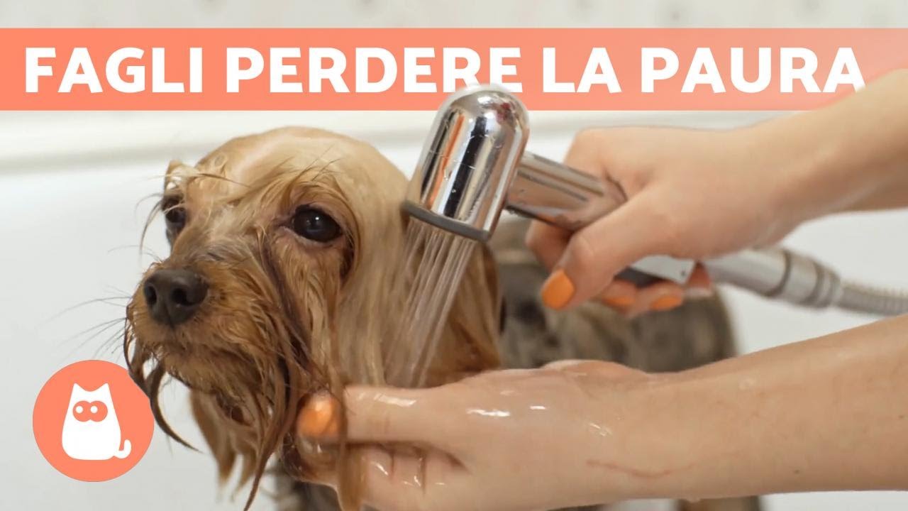 Come fare il bagno a un cane con la PAURA dell'ACQUA 🐶💧 (Consigli)