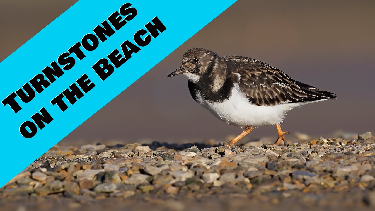 Каменные булыжники на галечном пляже в Дорсете. Один из самых лёгких для фотографирования бродяг ...