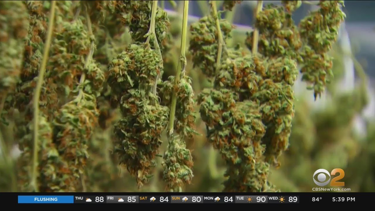 New Jersey State Regulators Outline Future Of Cannabis Industry