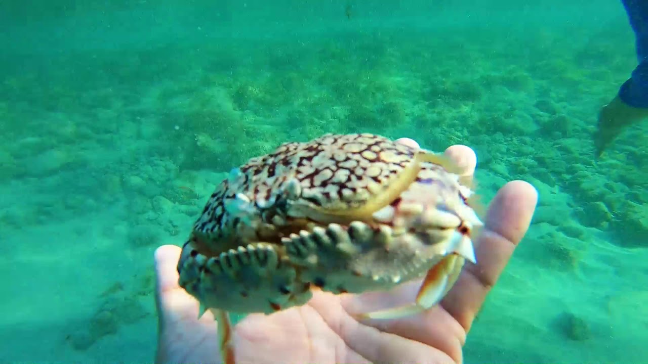 Daughter finds Rare crab while snorkeling!