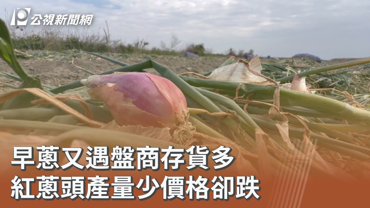 早蔥又遇盤商存貨多 紅蔥頭產量少價格卻跌｜20260203 公視午間新聞