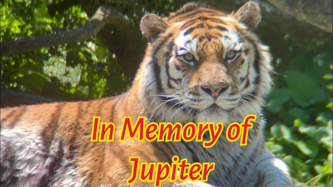In Memory of Jupiter