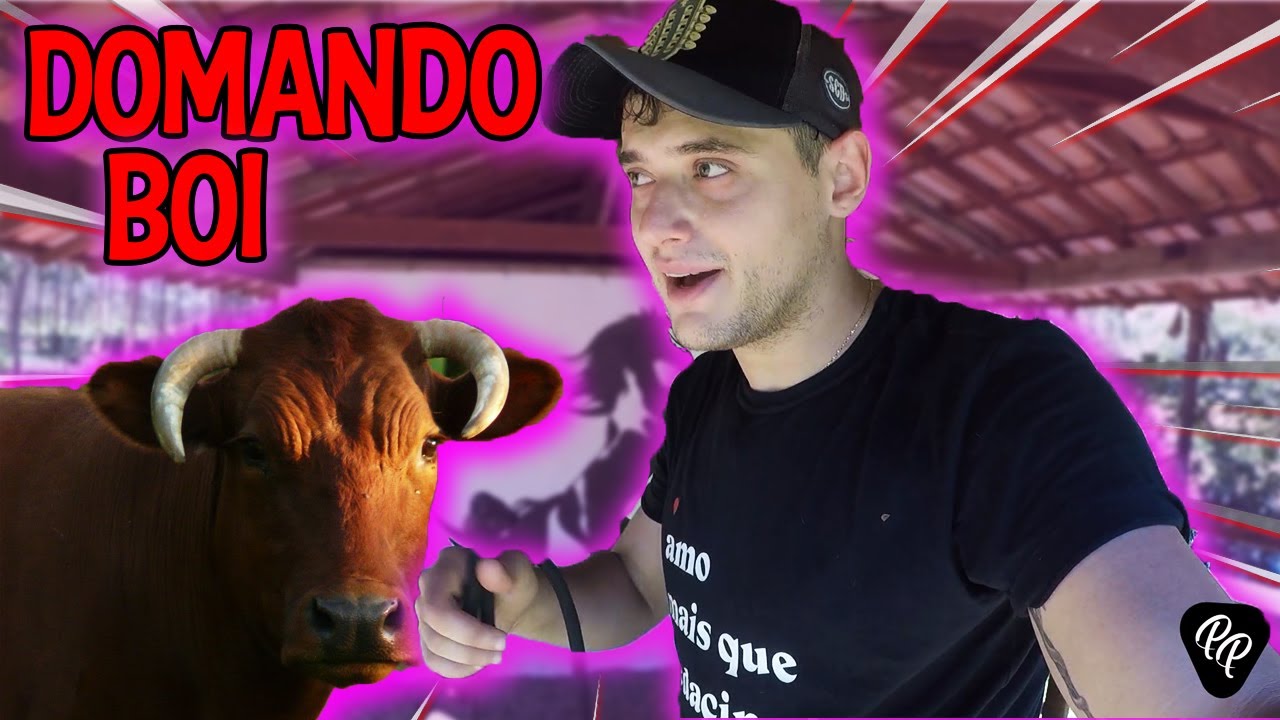 DOMANDO BOI
