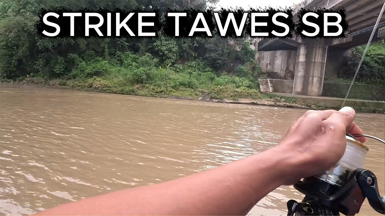 MC 13 | STRIKE TAWES SHORTS BODY #mancing #liaran #tawes #shortbody