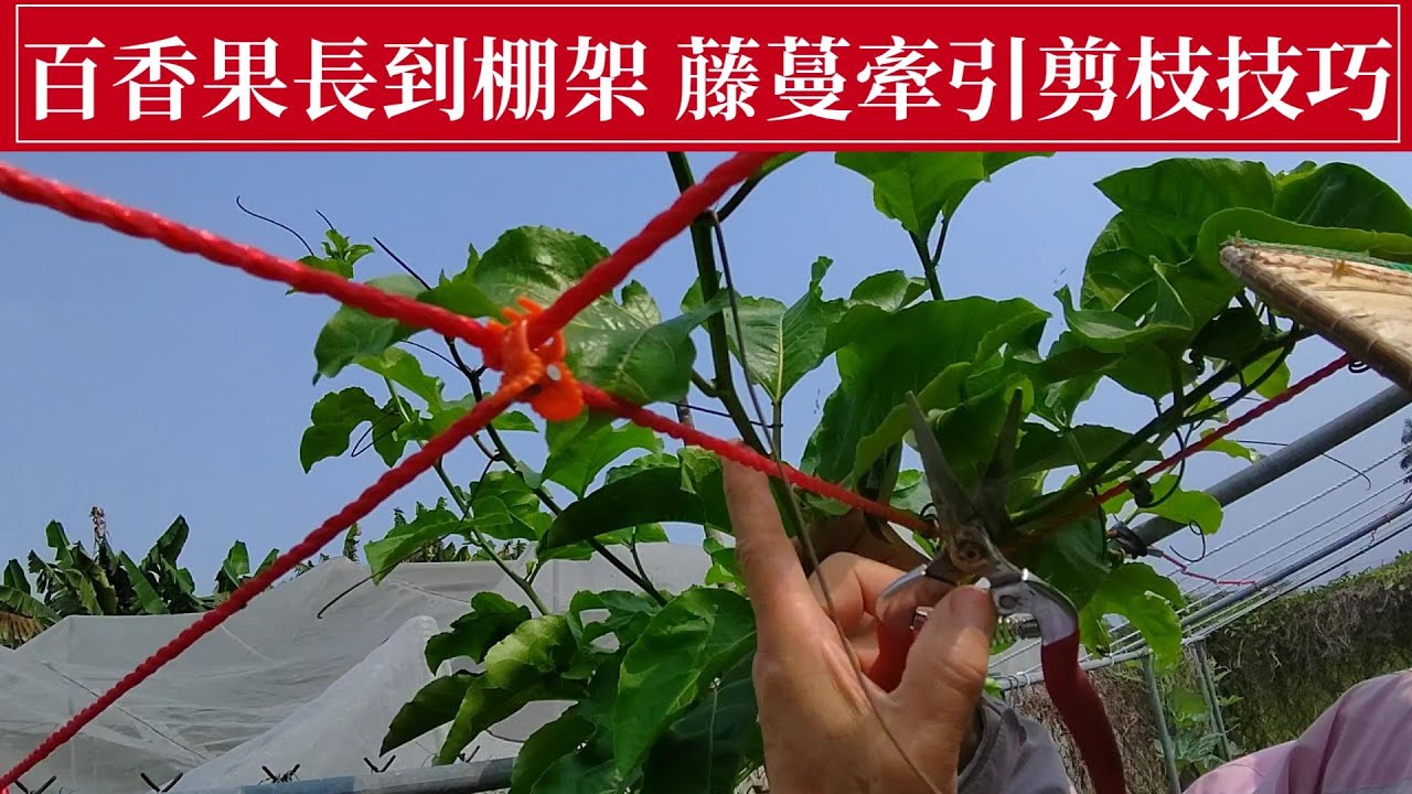 滿天星百香果長到棚架時，就是牽引、剪枝(剪蔓)的好時機 | 阿星種植