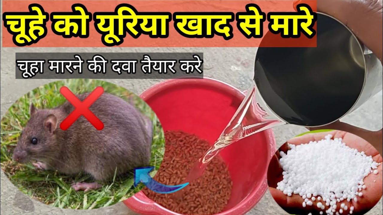 इस तरह यूरिया से चूहे मार दवा तैयार करे| चूहों को खेतो व घरों से खत्म करे