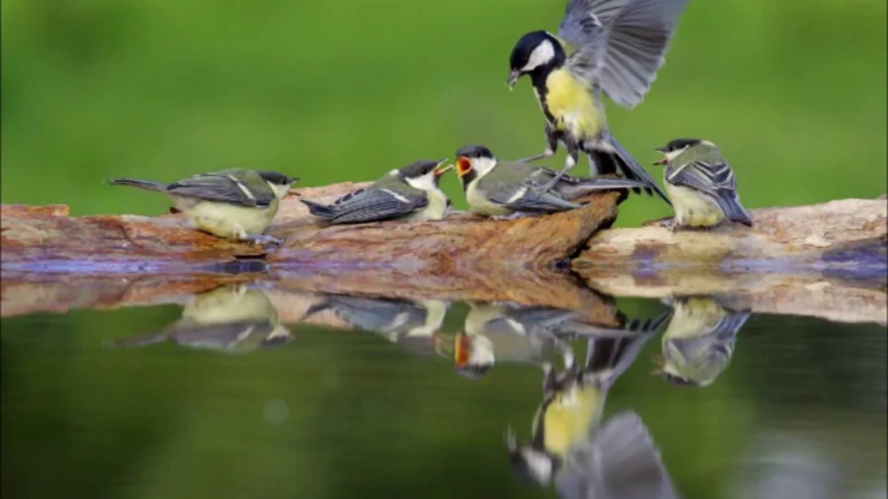Canto della Cinciallegra - Richiamo