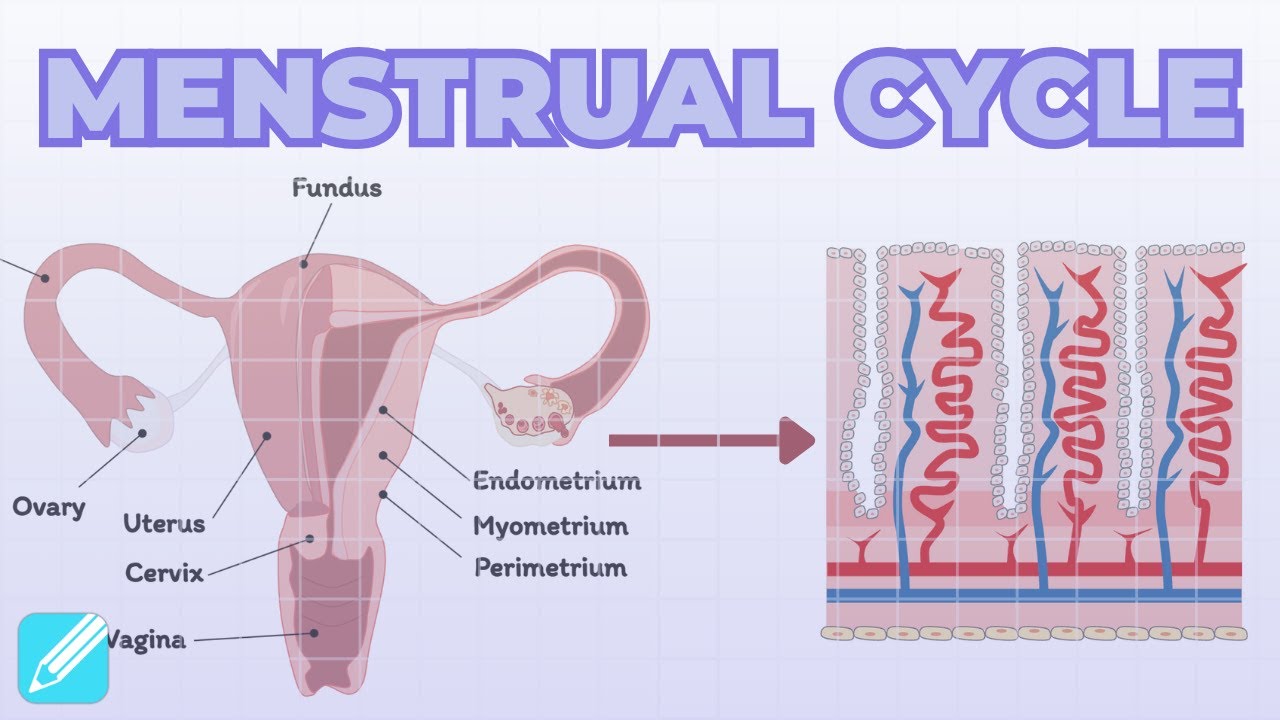 Menstrual Cycle | Female Reproductive Cycle