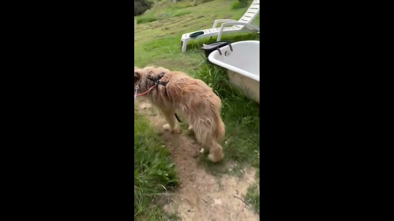 Ralph - step 4 e 5 . Come educare un cane non socializzato con l'umano?
