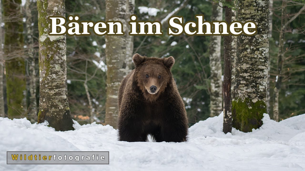 Bären im Schnee - Wildlifefotografie in Slowenien