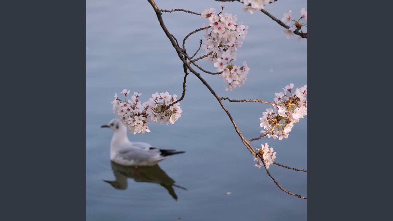 Sakura - The song of the Cherry Blossom -