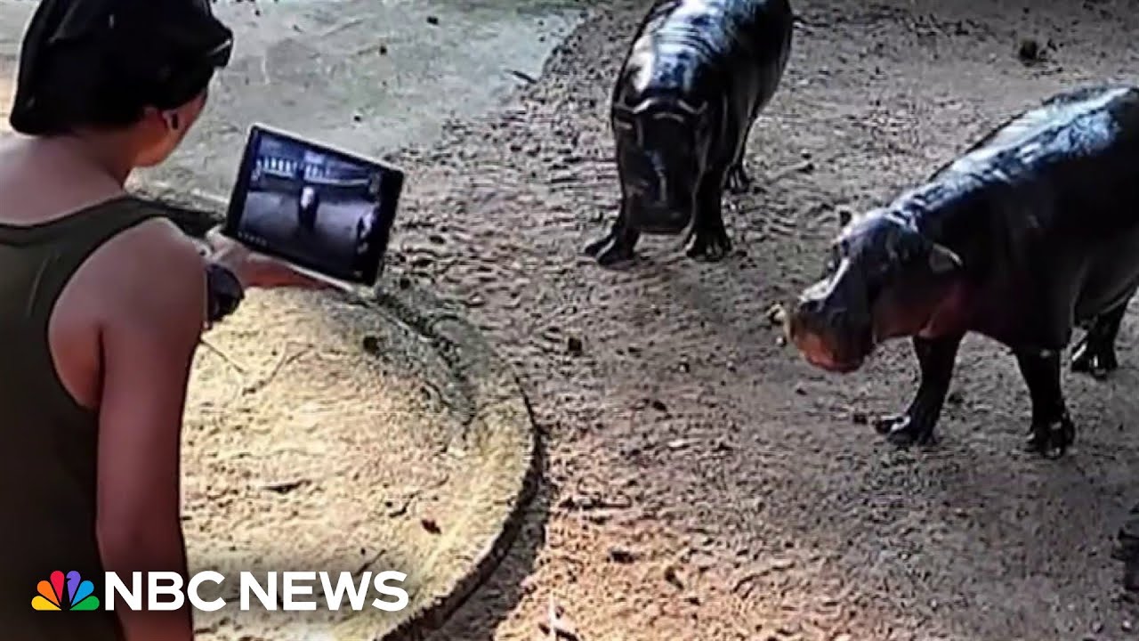 Man climbs into viral hippo Moo Deng's enclosure