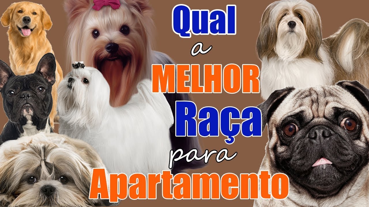 Qual a melhor raça de cachorro para apartamento? - Veterinária explica