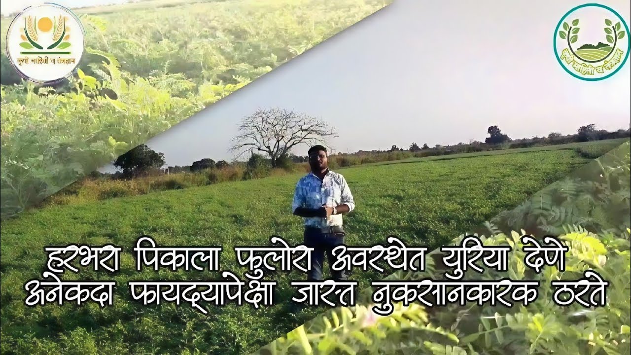  हरभरा पिकाला युरीया दिल्याने होणारे नुकसान