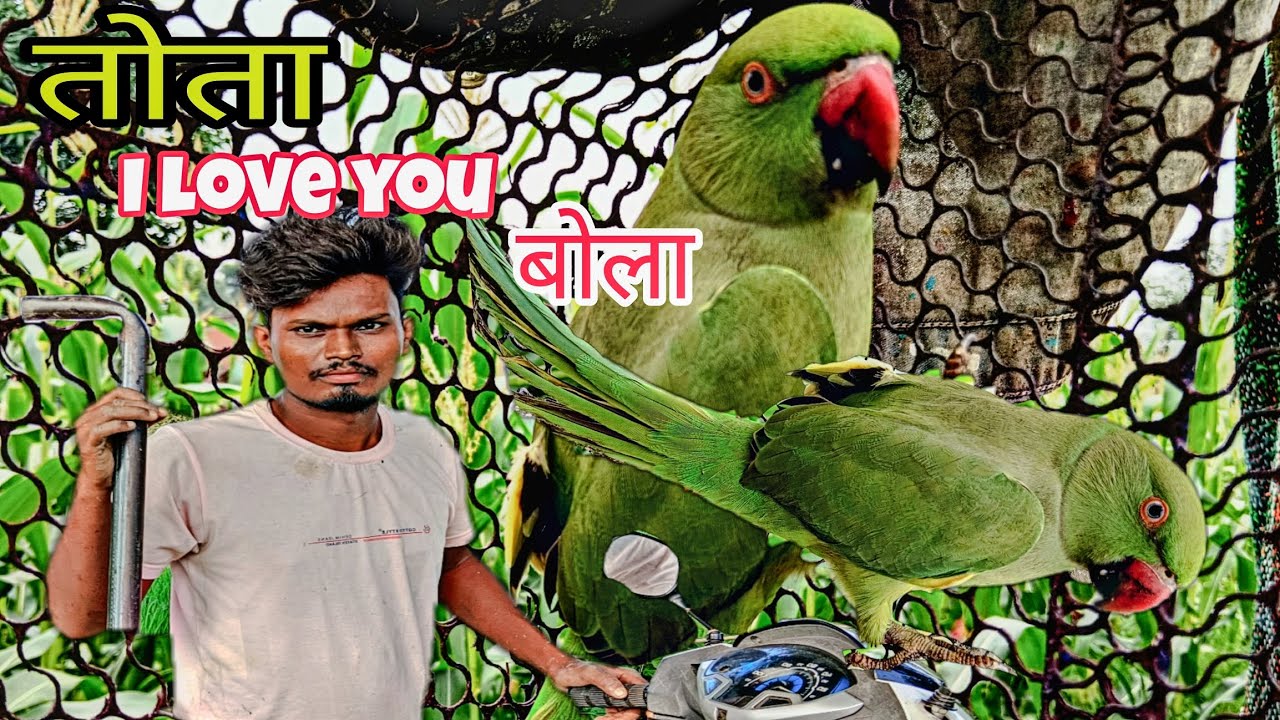 तोता ने 8 दिन के बाद बोला || बहुत दिन के बाद तोता बोला || तोता ने I Love you बोला || #vlog 
