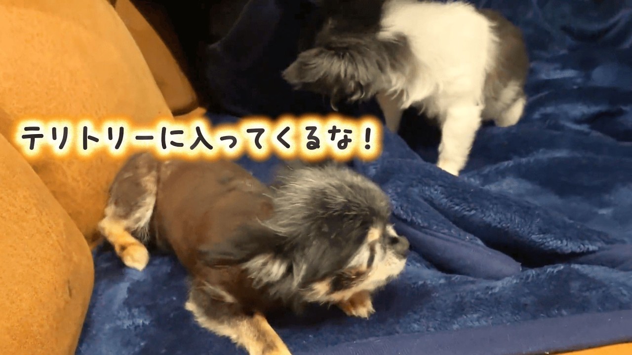 【チワワ】テリトリーが広すぎる妹犬に怒られる姉犬#チワワ#可愛い動画#ほのぼの動画