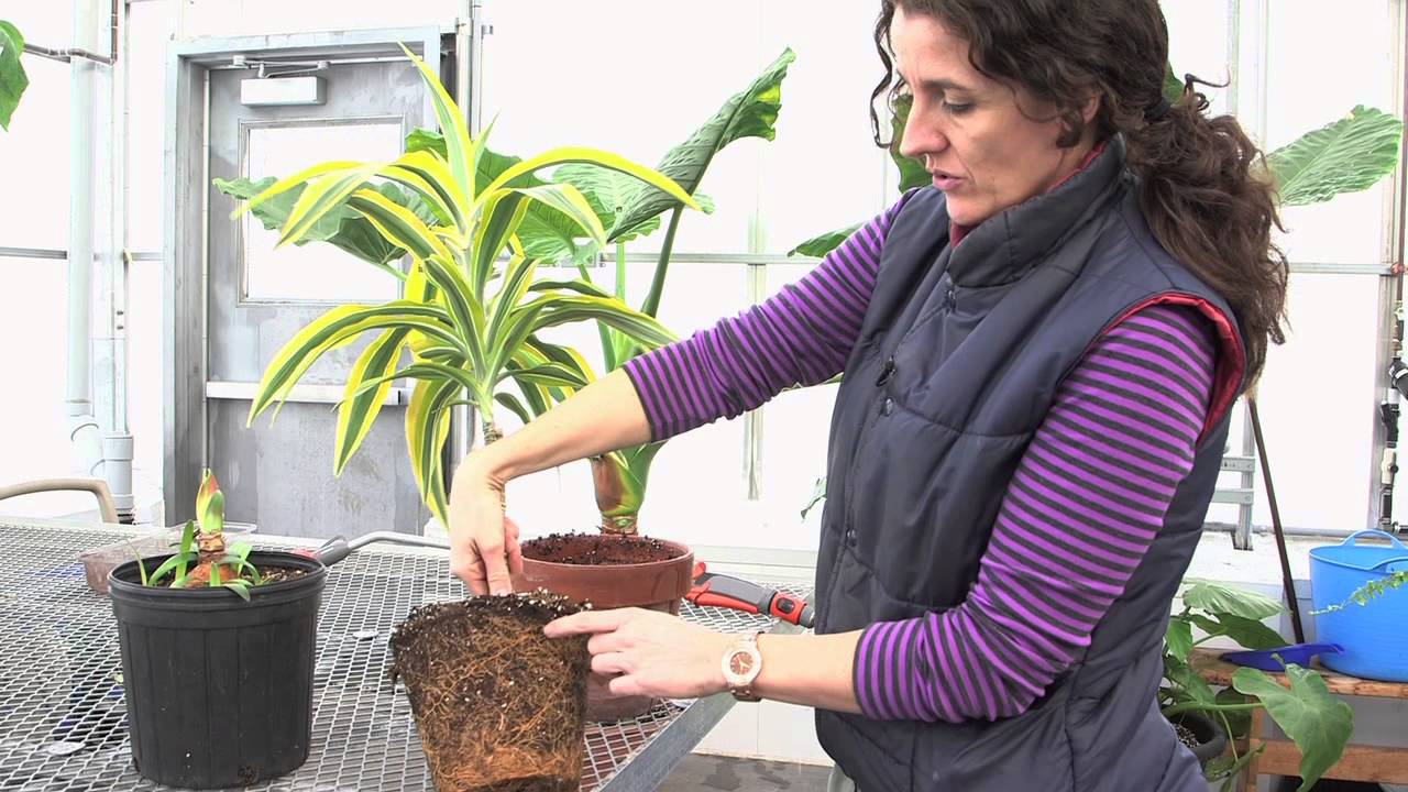 How to water a plant.... the right way!