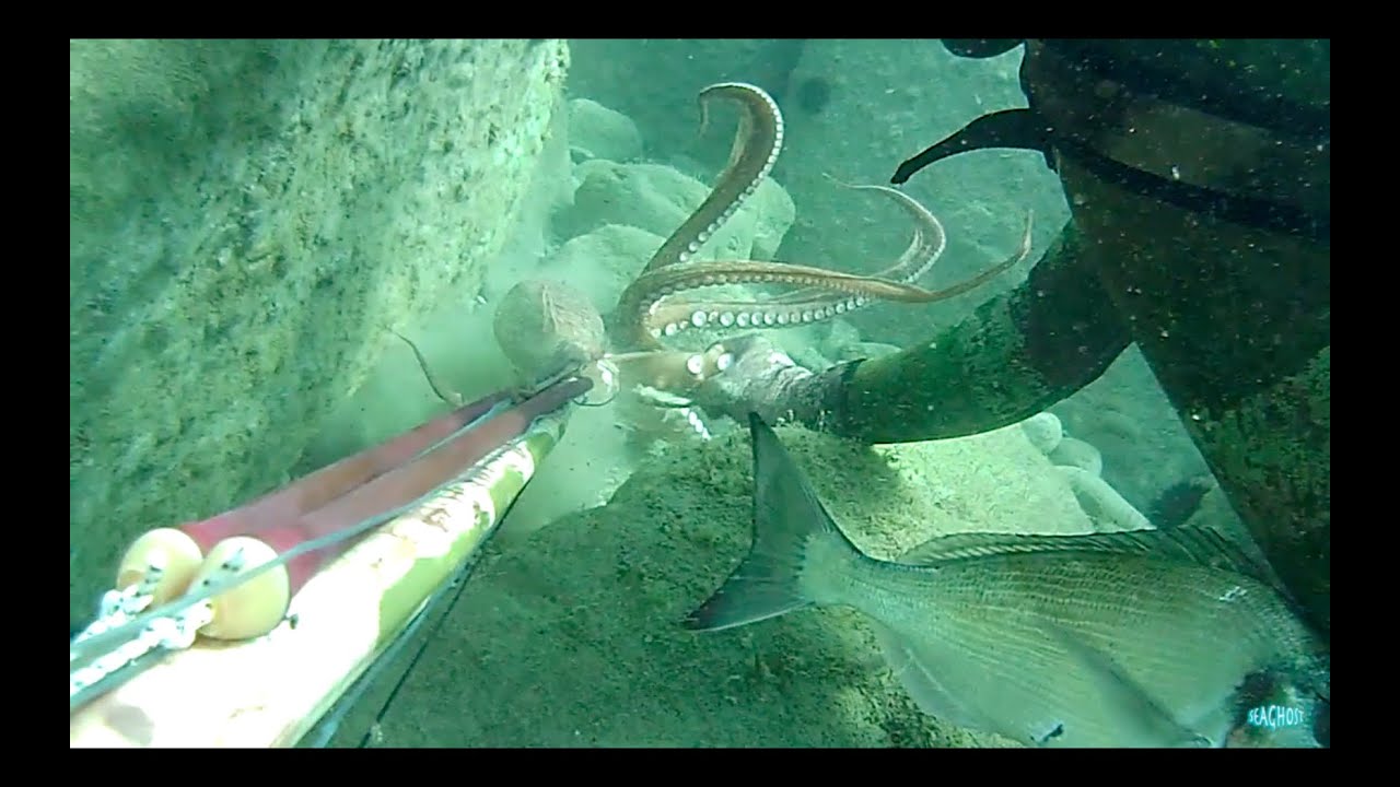 Pesca Sub: