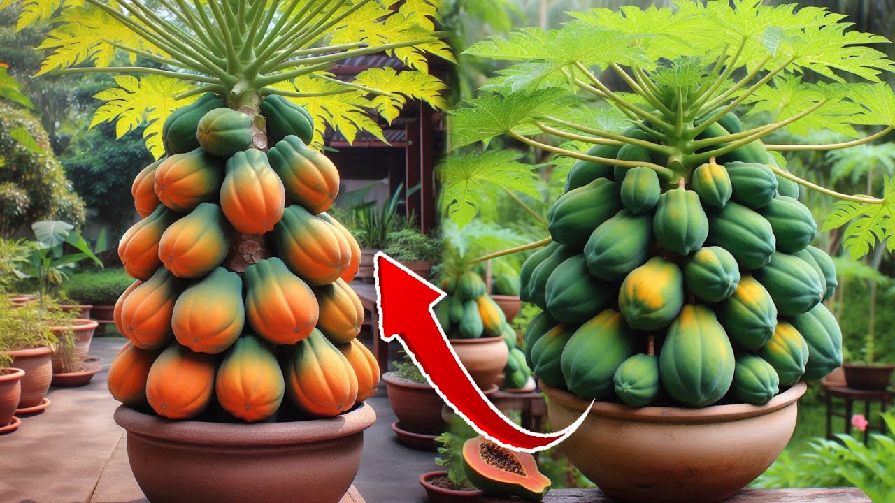 Great method !!! how to grafting papaya trees from papaya fruit.