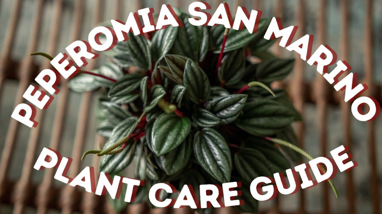 Peperomia San Marino / Rosso Plant Care Guide For Beginners