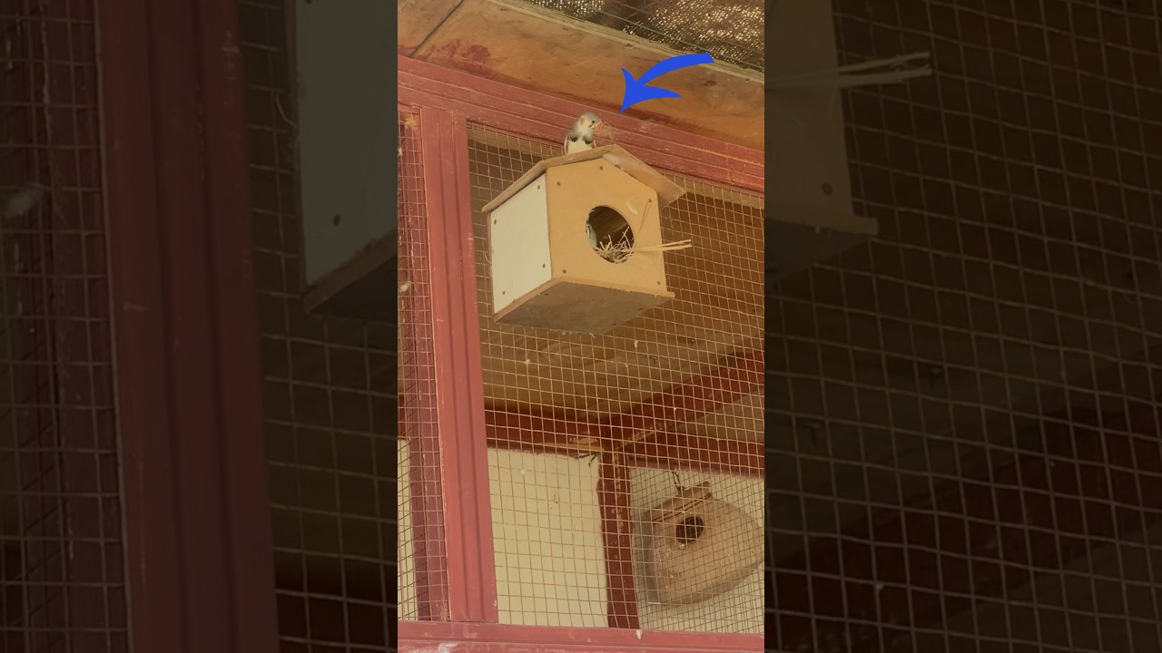 Finch nesting box 📦 MashaAllah #dog #allpetloversaseel #lovebirds #bird #animals #allbirdslover