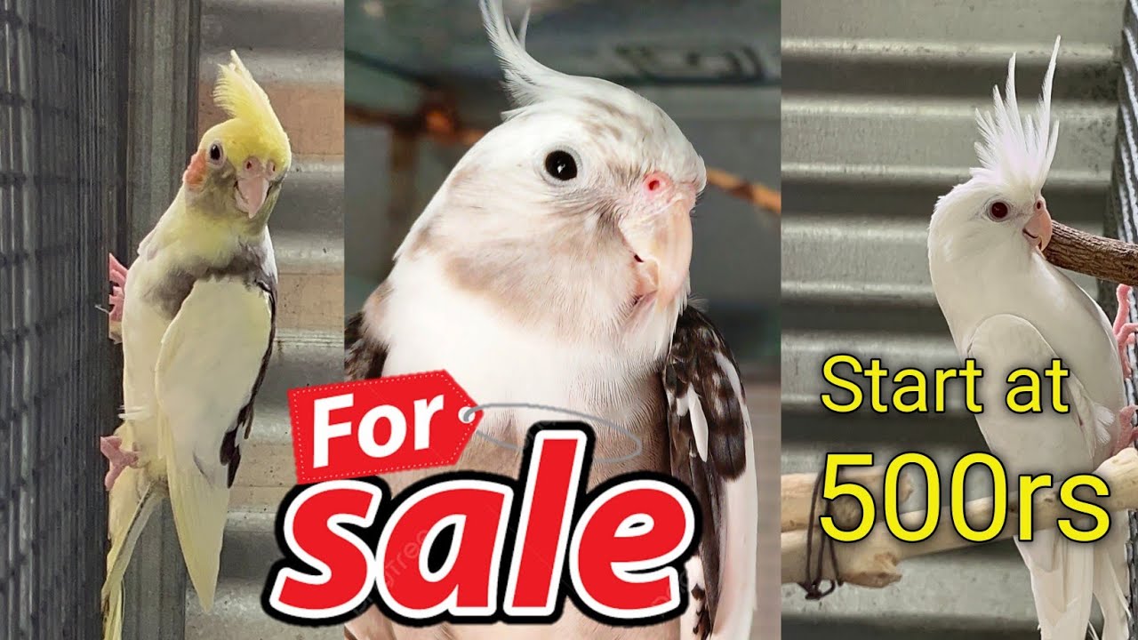 Cockatiel விற்பனைக்கு || Cockatiel birds for sale || V2BIRDS || #cockatiel #cockatielcare #birds