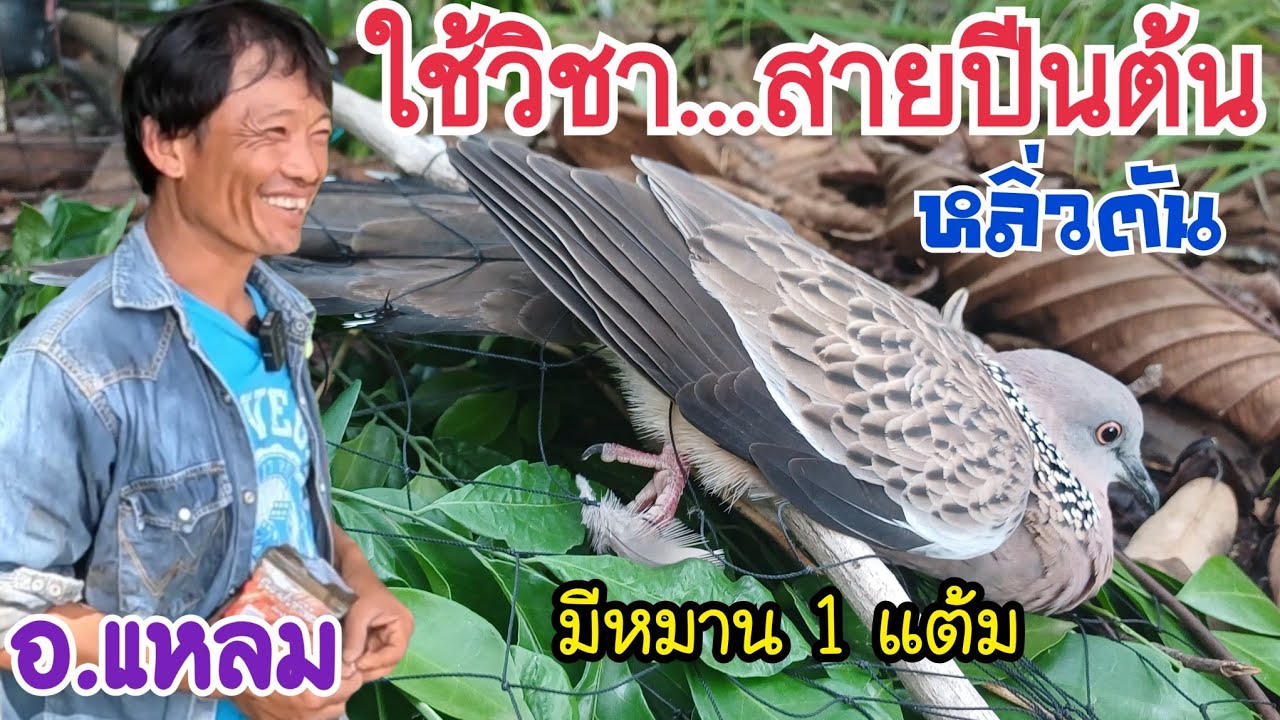 ใช้วิชาสายปีนต้น…ต่อนกเขาใหญ่…จัดนกเชลย 1 แต้ม