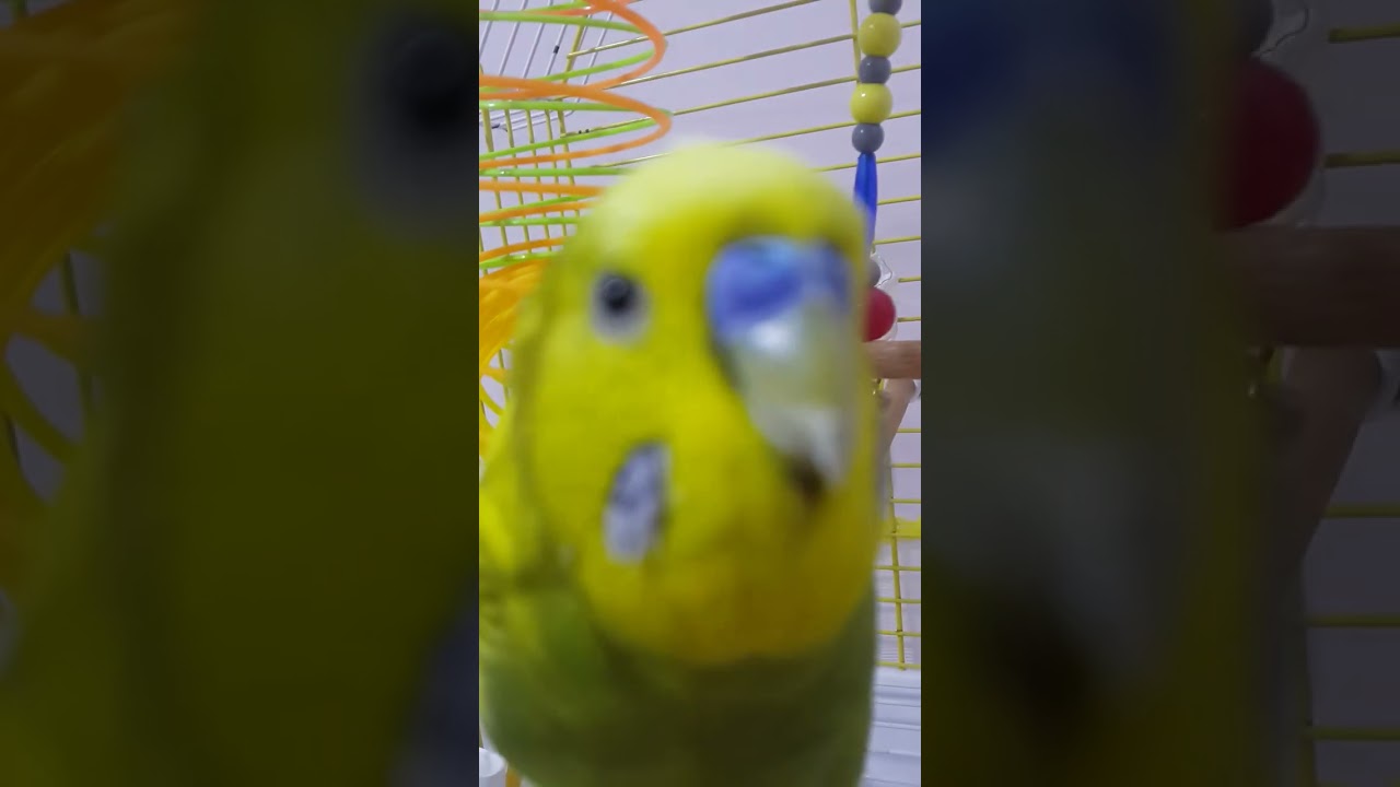 PAFULİ'm Yakışıklı ve hareketli maşallah. 2 çift laf etse ne güzel olurdu.