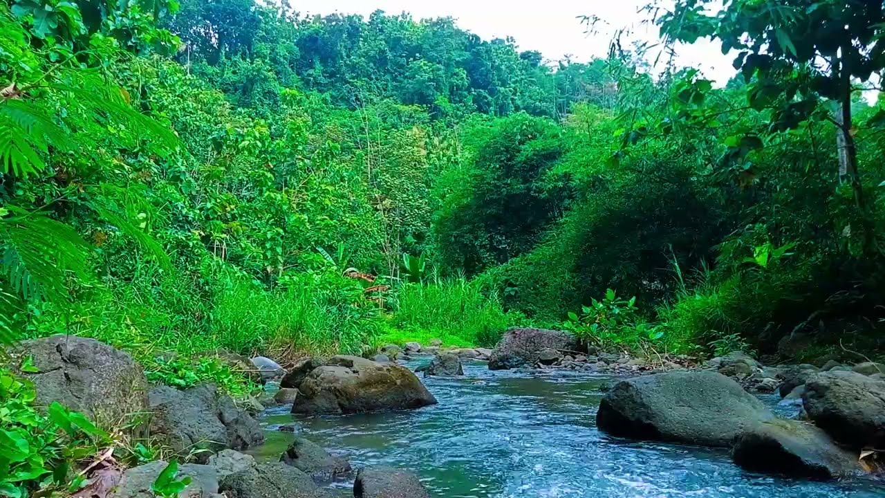 Symphony in the Deep Forest, Natural Forest and Water Flow Sounds, Sounds for Relaxation