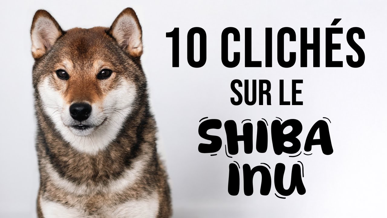 10 CLICHÉS SUR LE SHIBA INU, VRAI OU FAUX ?