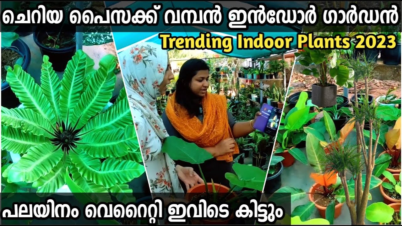 കുറഞ്ഞ ചിലവില്‍ വീട്ടില്‍ തന്നെ ഒരു ഇന്‍ഡോര്‍ ഗാര്‍ഡന്‍  home garden malayalam | Best Indoor palnts