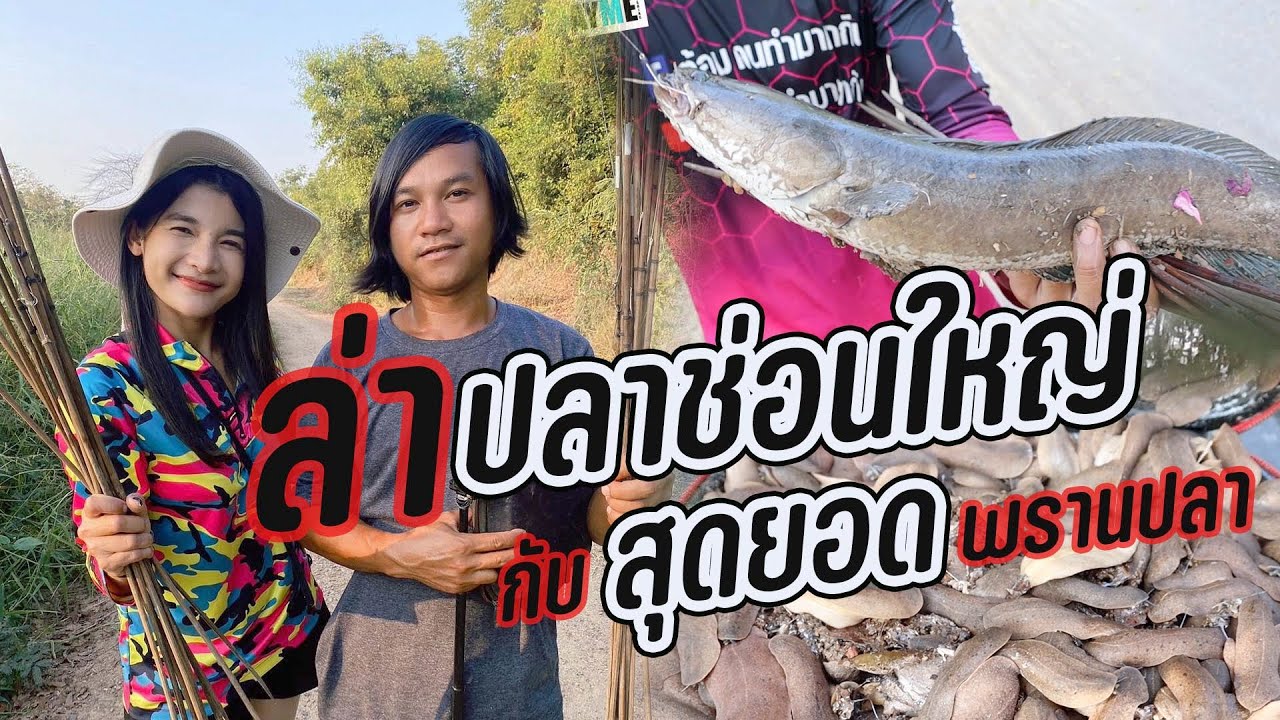 ล่าปลาช่อนใหญ่กับสุดยอดพรานปลา @TomKontammahakin #เมย์มี่ #mayme