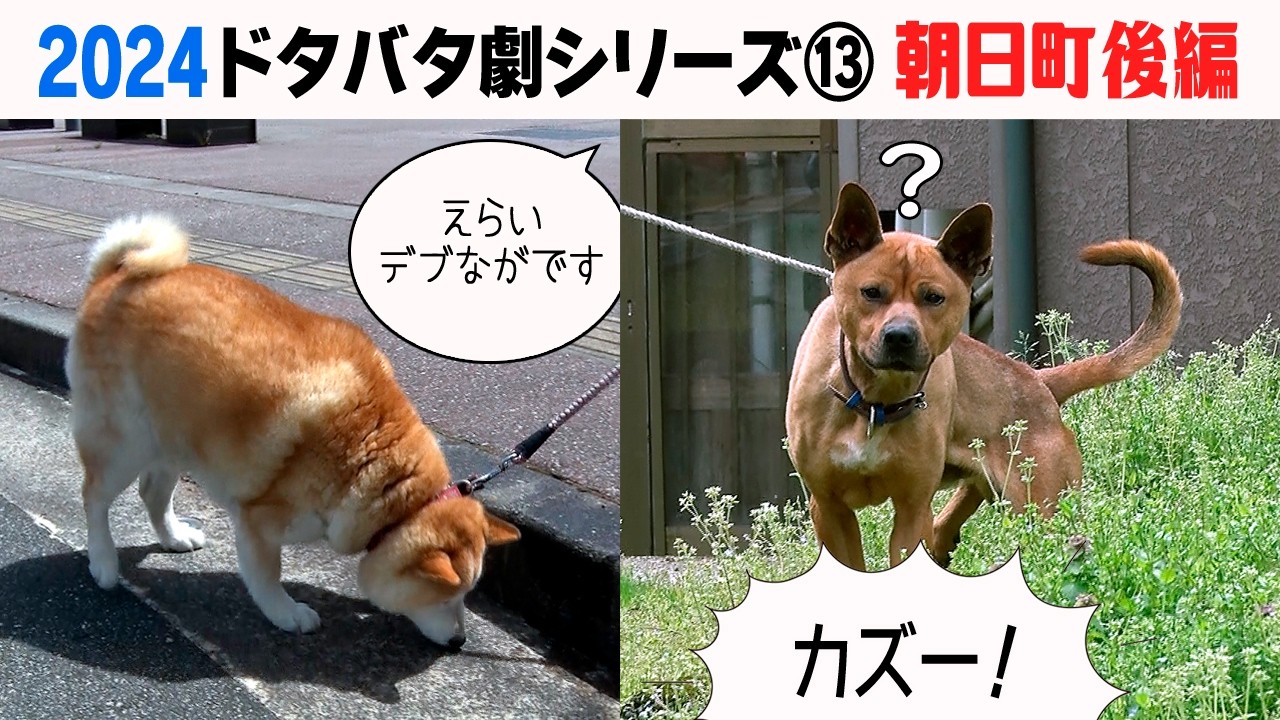 2024狂犬病予防注射会場のドタバタ劇⑬ 朝日町後編