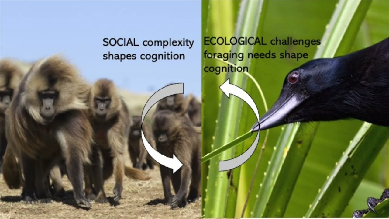 June Environmental Talk: Understanding Small Minds | Insights from the Kalahari Research Centre