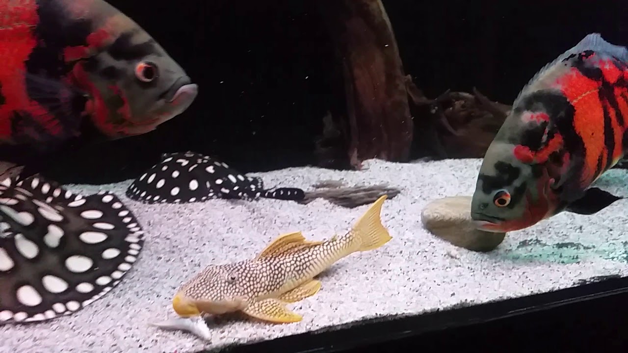 Sunshine pleco L014