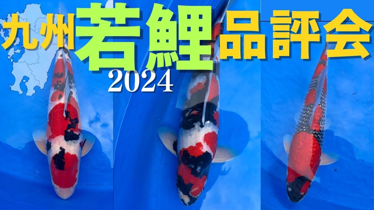 【大盛況】九州中から魅力的な錦鯉が一同集結！