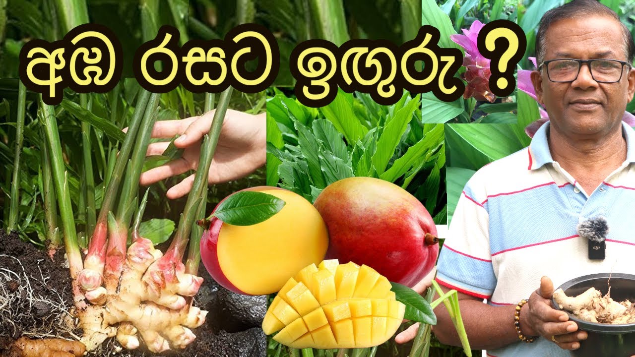 මිල අධික ඉඟුරු වර්ගයක් දන්නවද? | Amazing health benefits of Mango Ginger | Ceylon Agri | Episode 452