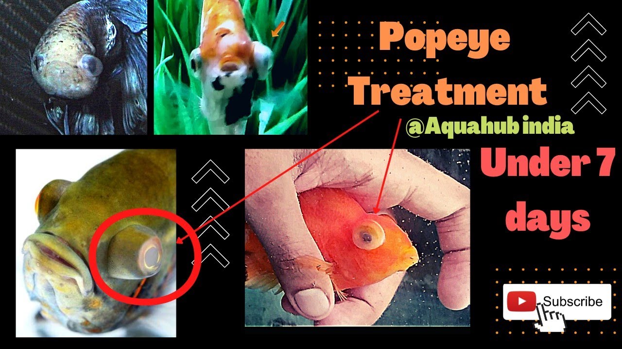 Parrot Fish popeye treatment || Blur eye treatment || gold fish treatment Aquarium fish treatment